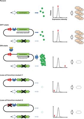 Genetically stable kill-switch using “demon and angel” expression construct of essential genes